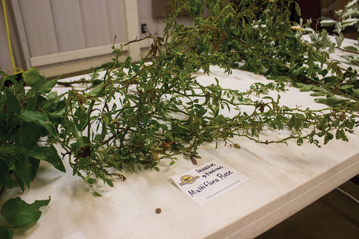 Multiflora Rose